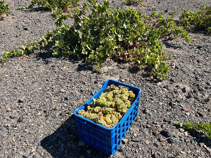 DOMAINE_SIGALAS_Assyrtiko_crate